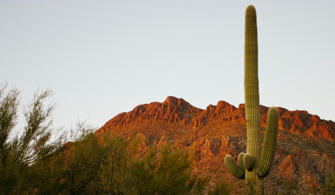 Saguaro National Park View by james lee